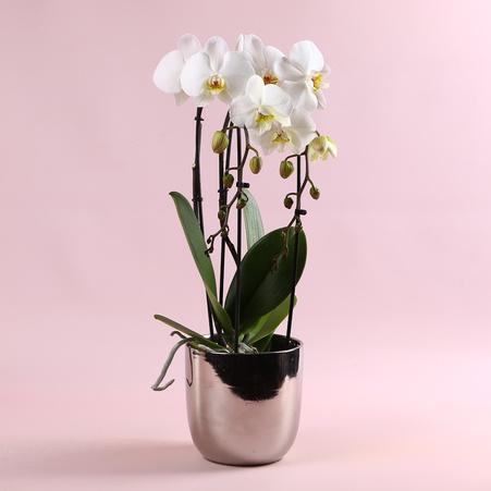 Орхидея Каскад в горшке