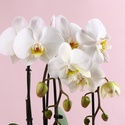 Орхідея Каскад у горщику