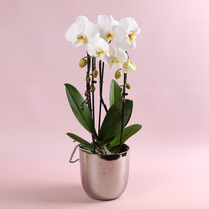 Орхідея Каскад у горщику