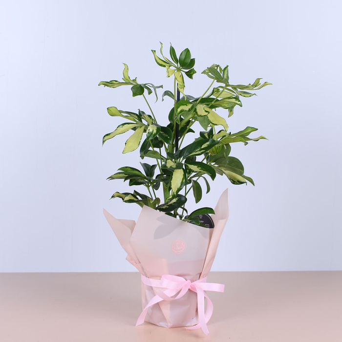 Шефлера в горщику