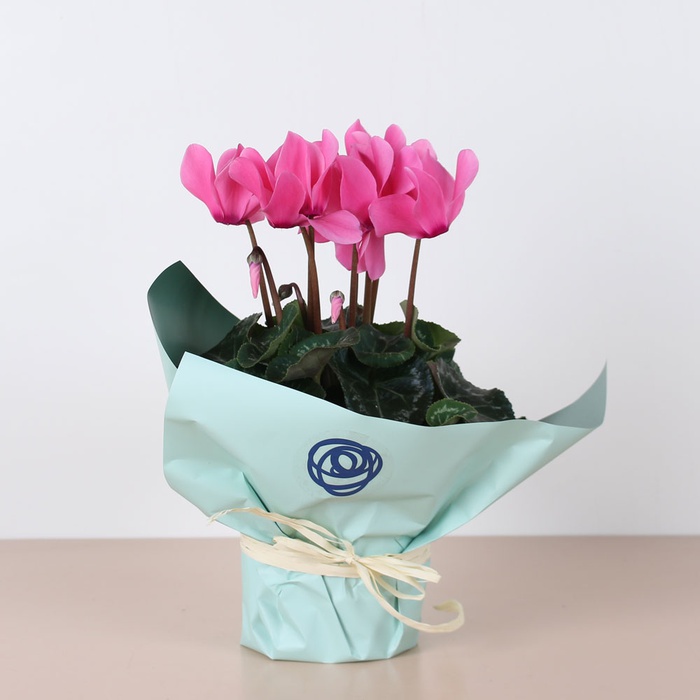 Цикламен мікс у горщику