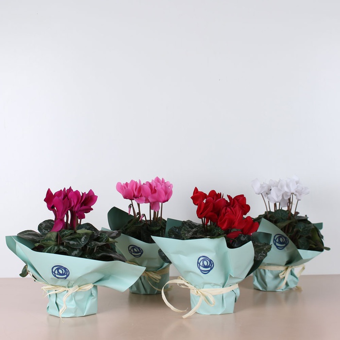 Цикламен мікс у горщику