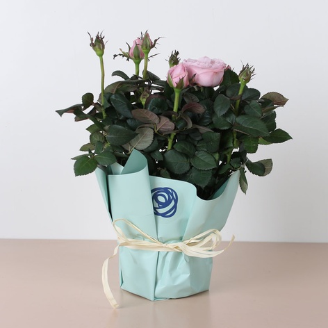 Роза микс в горшке