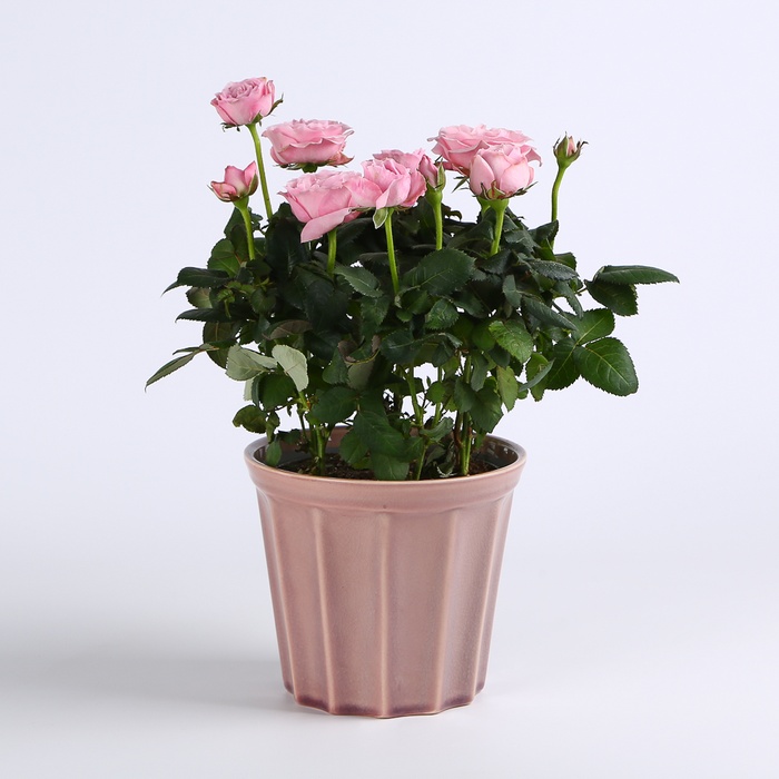 Роза микс в горшке