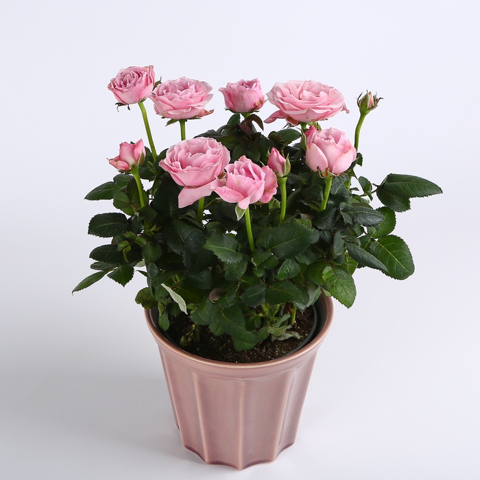 Роза микс в горшке