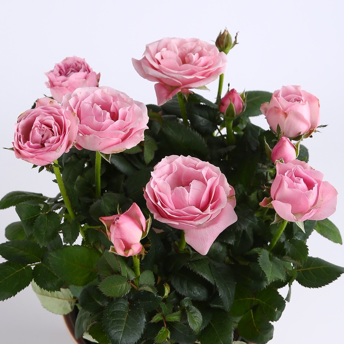 Роза микс в горшке