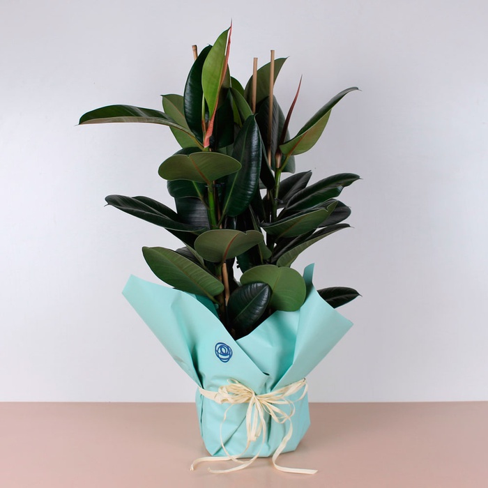 Фікус Еластика у горщику