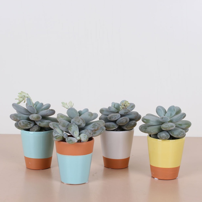 Пафіопедіум у кашпо мікс