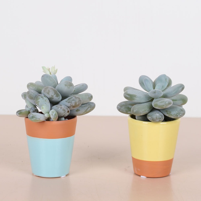 Пафіопедіум у кашпо мікс