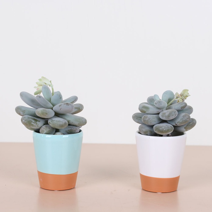 Пафіопедіум у кашпо мікс