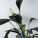 Спатифиллум в горшке, L