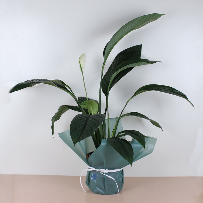 Спатифиллум в горшке, L