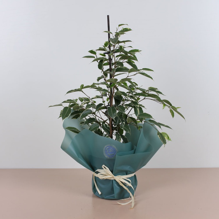 Фикус Бенджамина Голден Кинг в горшке, S