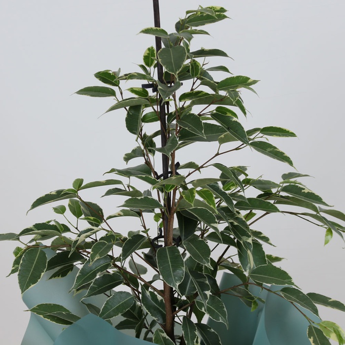 Фикус Бенджамина Голден Кинг в горшке, S