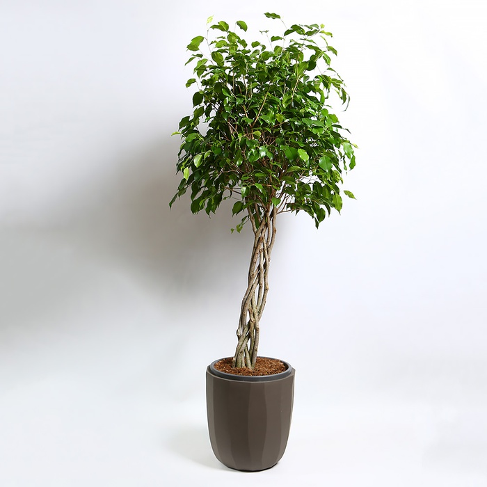 Фикус Бенджамина в горшке