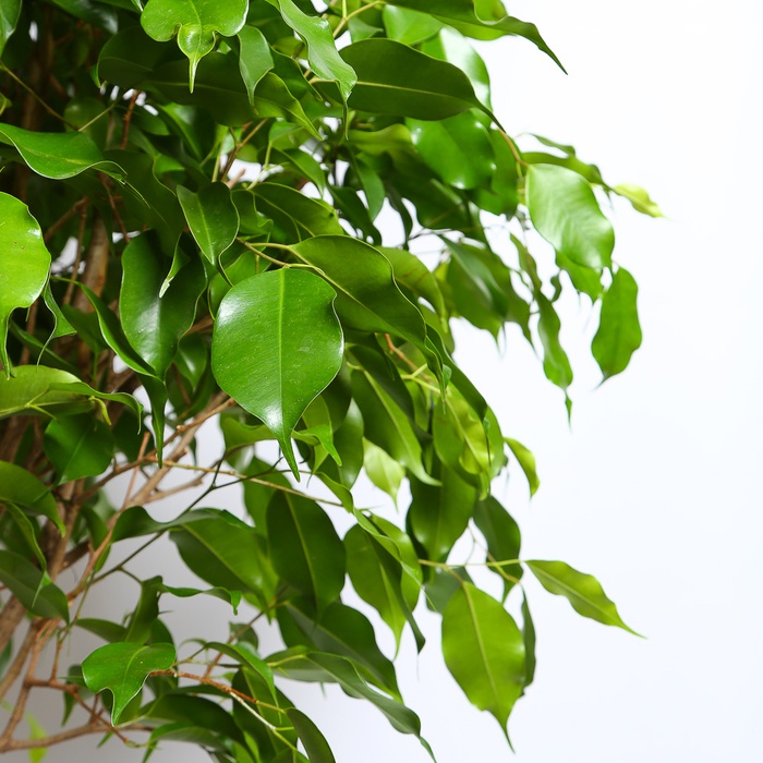 Фикус Бенджамина в горшке