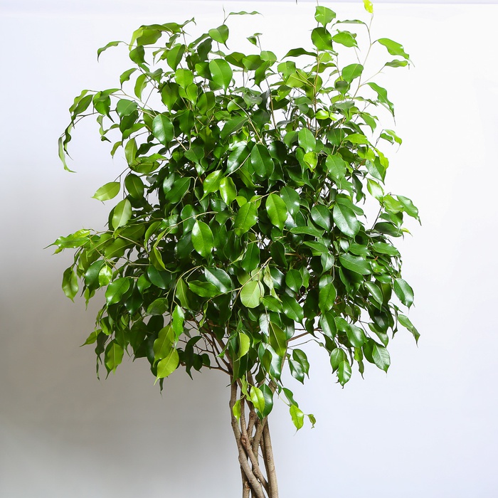 Фикус Бенджамина в горшке