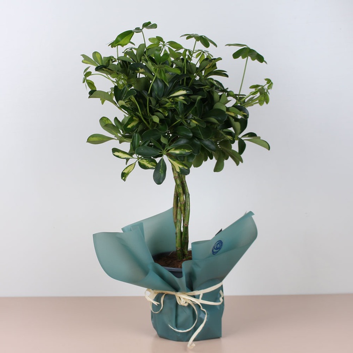 Шефлера на штамбе в горшке