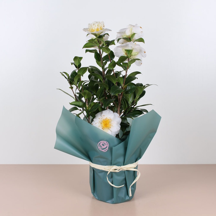 Камелия willamsii yellow