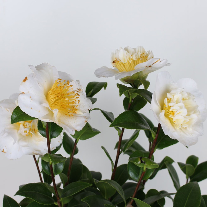 Камелия willamsii yellow