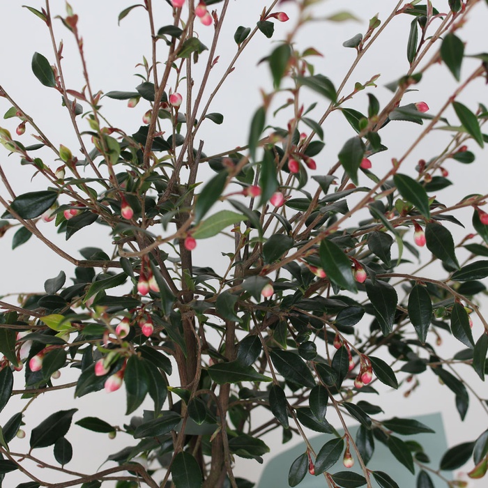 Камелія Сupido у горщику