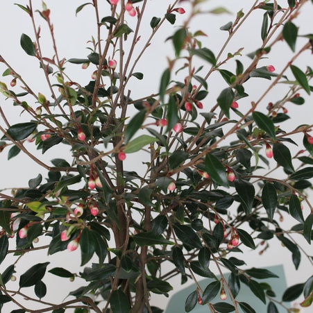 Камелія Сupido у горщику