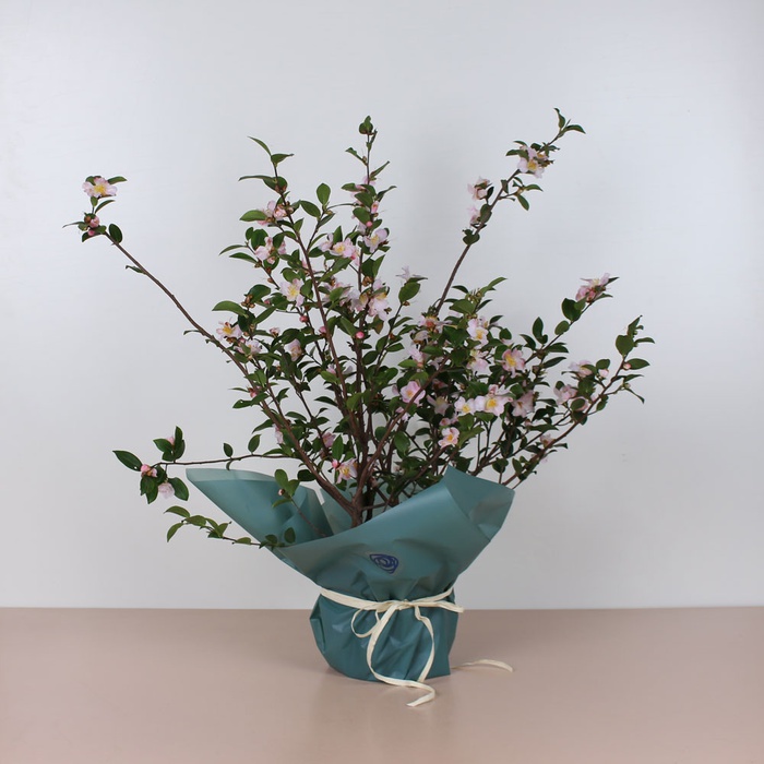 Камелия Fairy Blush в горшке