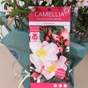 Камелия Fairy Blush в горшке