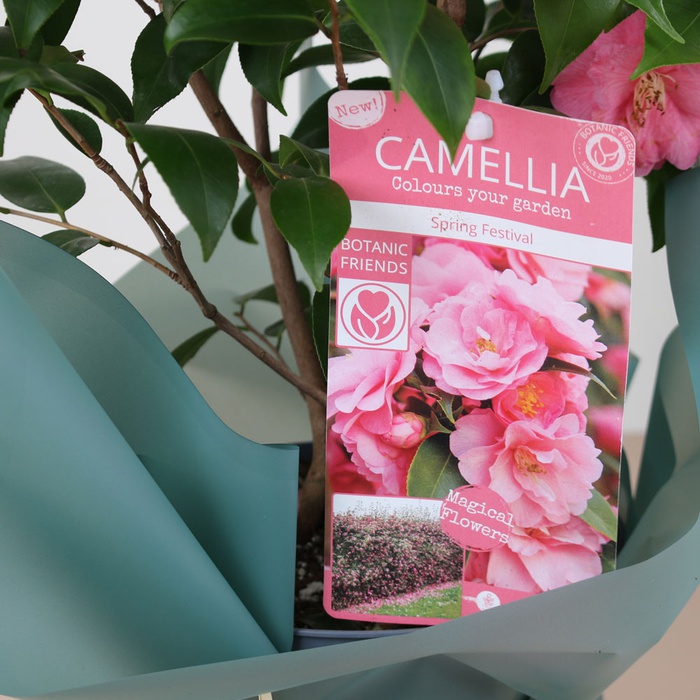 Камелия Spring Festival в горшке