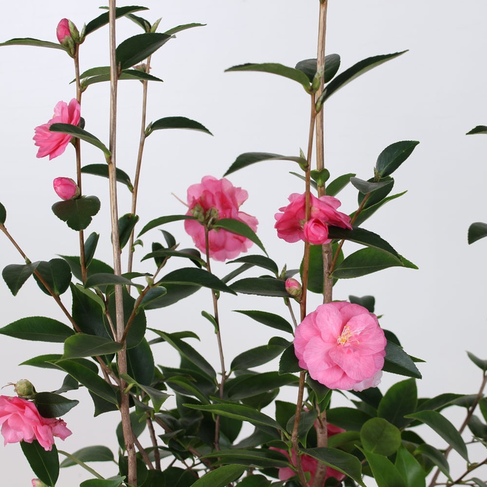 Камелия Spring Festival в горшке