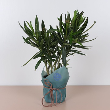 Олеандр в горшке, S