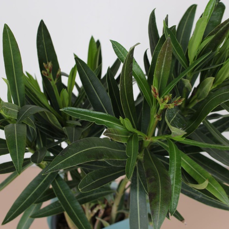 Олеандр у горщику, S