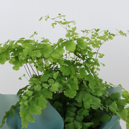 Адиантум в горшке