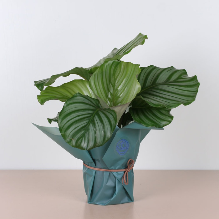 Калатея Орбифолия в горшке