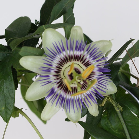 Пасифлора в горщику