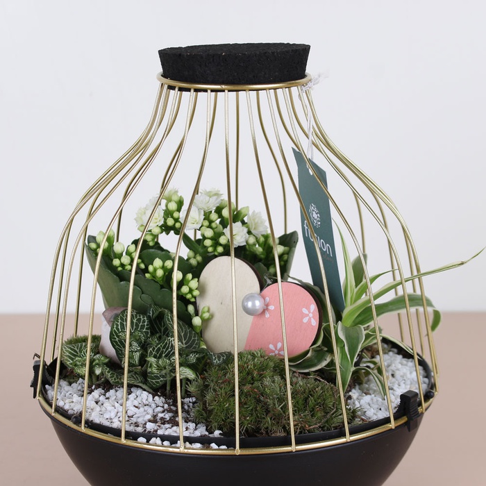 Композиція з рослинами "Золота клітка"