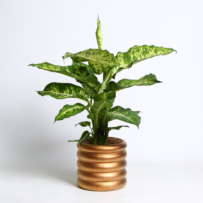 Диффенбахия в горшке