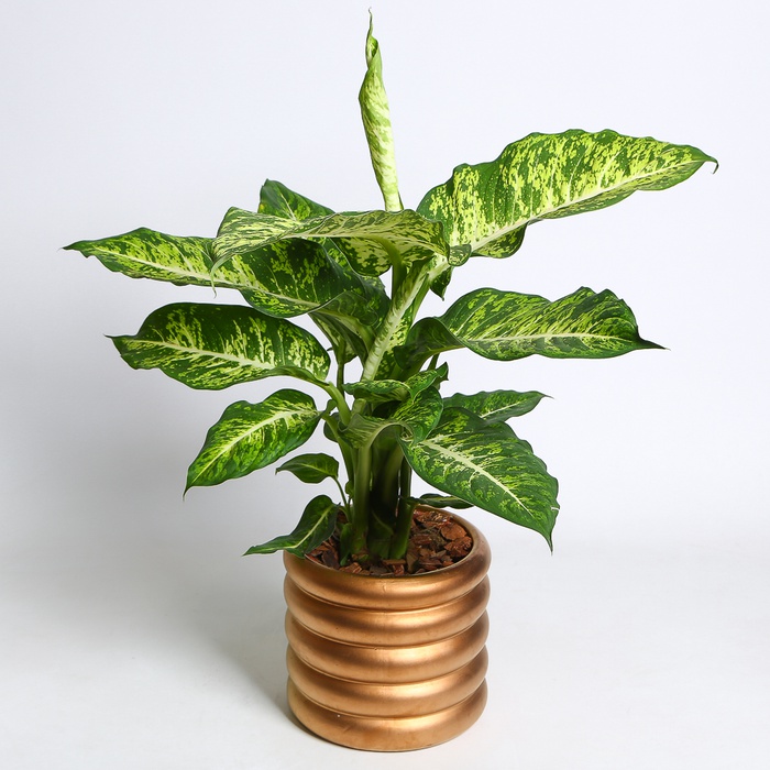 Диффенбахия в горшке