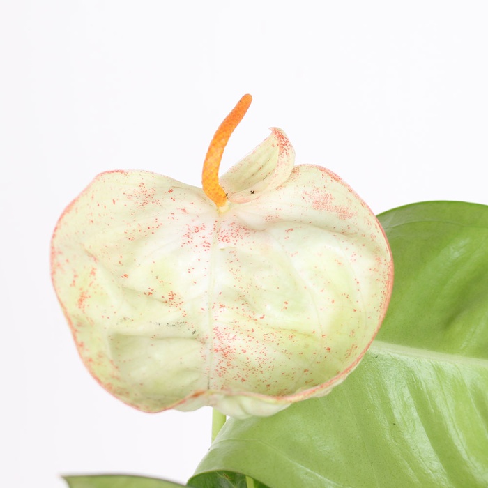 Антуріум у горщику, XS