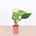 Антуріум у горщику, XS
