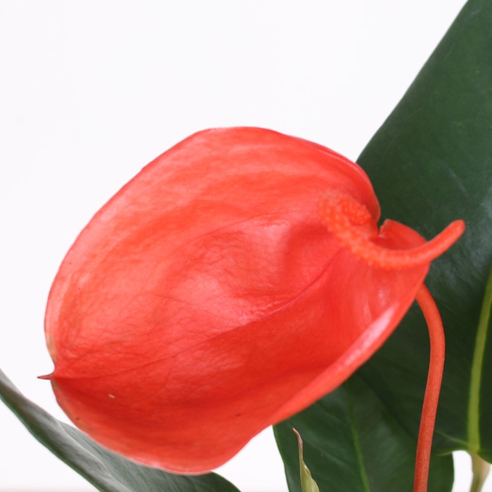 Антуріум у горщику, XS