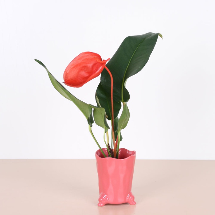 Антуріум у горщику, XS