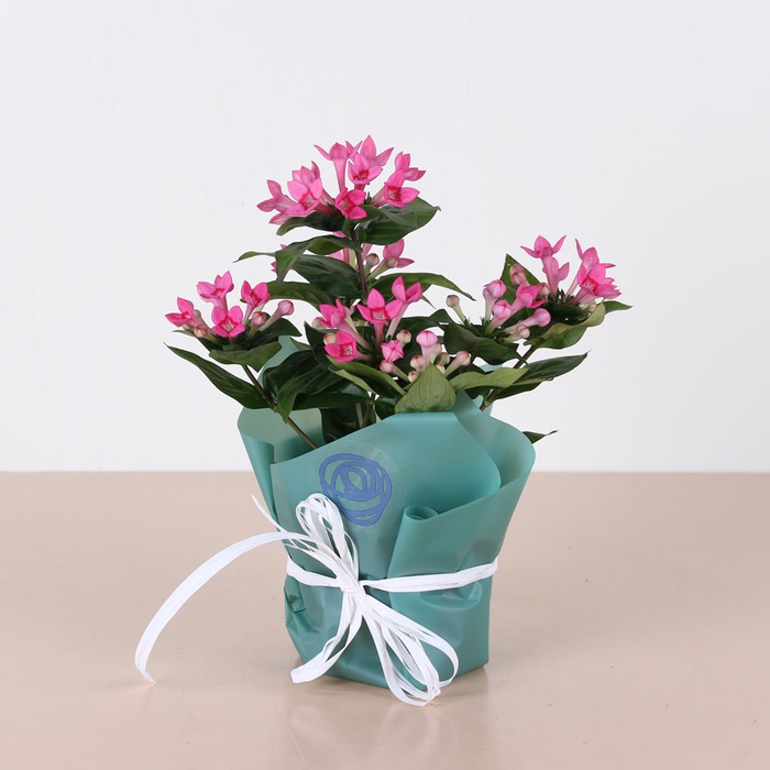 Бовардія в горщику