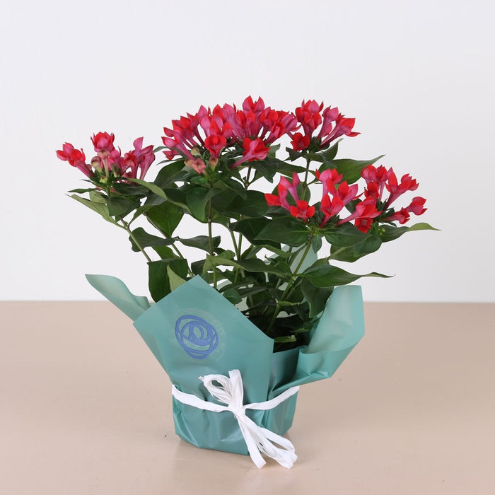 Бовардія в горщику