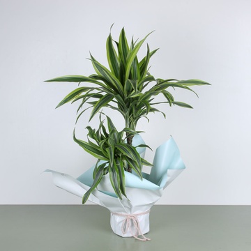 Драцена Лимон Лайм в горщику