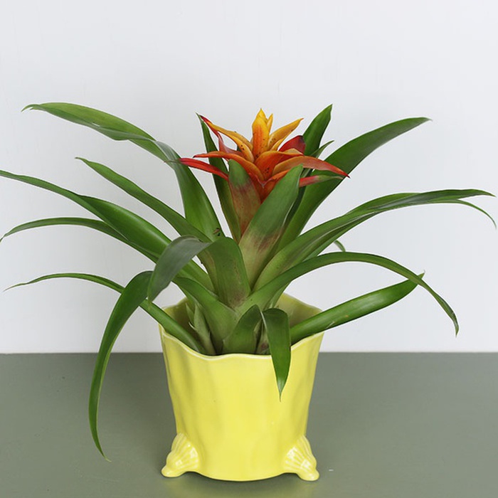 Гузмания в горшке, S