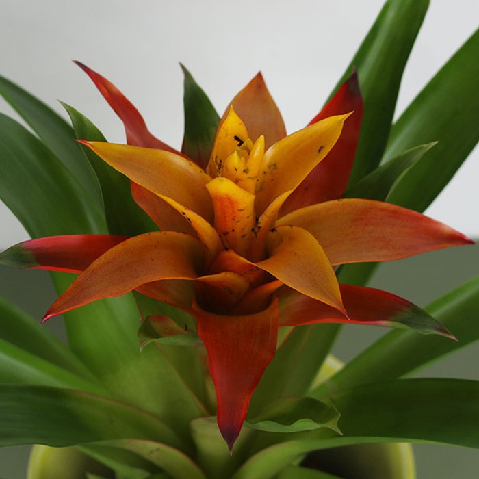 Гузмания в горшке, S