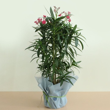 Олеандр в горшке, М