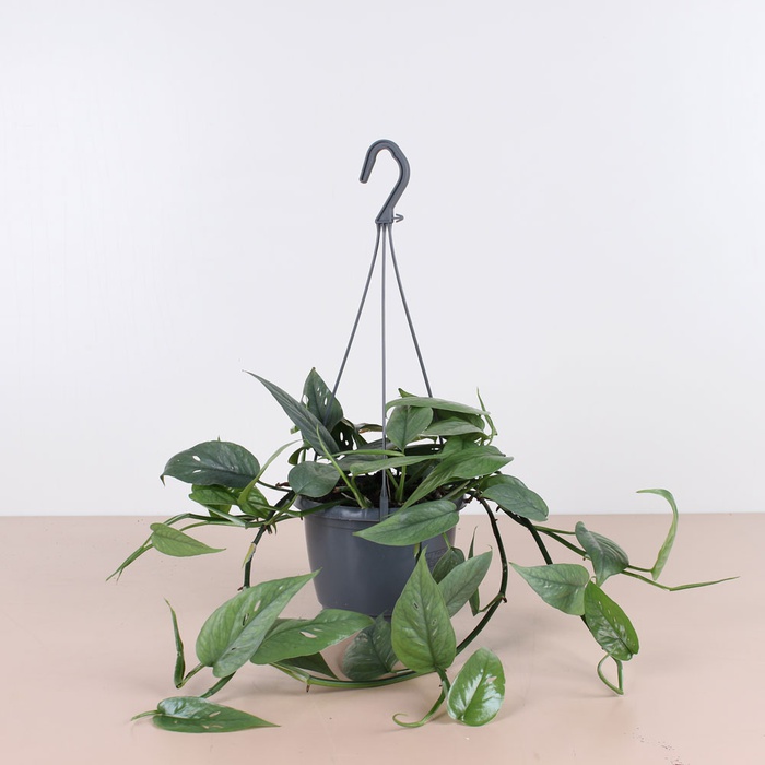 Епіпремнум Сebu blue в горщику