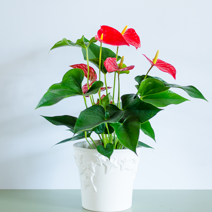 Антуріум у горщику, мікс